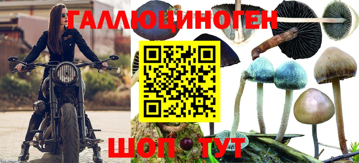Псилоцибиновые грибы мицелий  купить наркотик  Сунжа  Вход с VPN 